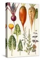 Beetroot and Other Vegetables-Elizabeth Rice-Stretched Canvas