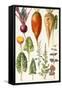Beetroot and Other Vegetables-Elizabeth Rice-Framed Stretched Canvas