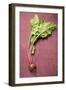 Beetroot with Leaves-Foodcollection-Framed Photographic Print