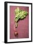 Beetroot with Leaves-Foodcollection-Framed Photographic Print