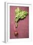 Beetroot with Leaves-Foodcollection-Framed Photographic Print