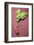 Beetroot with Leaves-Foodcollection-Framed Photographic Print