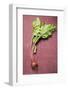 Beetroot with Leaves-Foodcollection-Framed Photographic Print