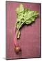 Beetroot with Leaves-Foodcollection-Mounted Photographic Print