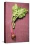 Beetroot with Leaves-Foodcollection-Stretched Canvas