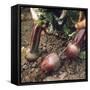 Beetroot-null-Framed Stretched Canvas