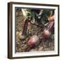 Beetroot-null-Framed Photographic Print