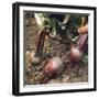 Beetroot-null-Framed Photographic Print