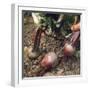 Beetroot-null-Framed Photographic Print