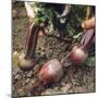 Beetroot-null-Mounted Photographic Print