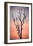 Before the Sunset-Niklas Rosenkilde-Framed Photographic Print