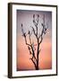 Before the Sunset-Niklas Rosenkilde-Framed Photographic Print