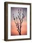 Before the Sunset-Niklas Rosenkilde-Framed Photographic Print