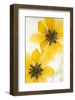 Beggarticks flowers, encased in ice-Adrian Davies-Framed Photographic Print