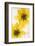 Beggarticks flowers, encased in ice-Adrian Davies-Framed Photographic Print