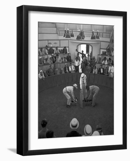 Beginning of a Cock Fight in Puerto Rico Photograph - San Juan, Puerto Rico-Lantern Press-Framed Art Print