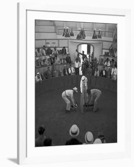 Beginning of a Cock Fight in Puerto Rico Photograph - San Juan, Puerto Rico-Lantern Press-Framed Art Print