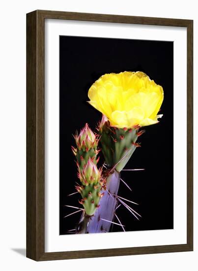 Beginning the Month of Yellow-Douglas Taylor-Framed Photographic Print
