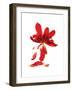 Begonia Array-Julia McLemore-Framed Art Print