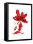 Begonia Array-Julia McLemore-Framed Stretched Canvas