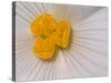 Begonia Flower-Adam Jones-Stretched Canvas