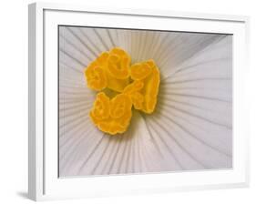 Begonia Flower-Adam Jones-Framed Photographic Print