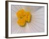 Begonia Flower-Adam Jones-Framed Photographic Print