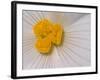 Begonia Flower-Adam Jones-Framed Photographic Print