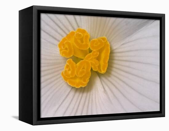 Begonia Flower-Adam Jones-Framed Stretched Canvas