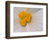 Begonia Flower-Adam Jones-Framed Photographic Print