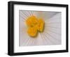 Begonia Flower-Adam Jones-Framed Photographic Print