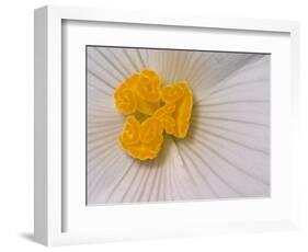 Begonia Flower-Adam Jones-Framed Photographic Print