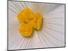 Begonia Flower-Adam Jones-Mounted Photographic Print