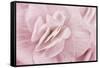 Begonia Flower-Cora Niele-Framed Stretched Canvas
