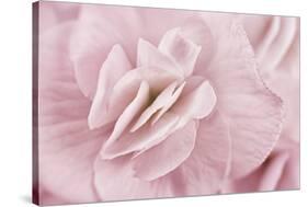 Begonia Flower-Cora Niele-Stretched Canvas