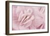 Begonia Flower-Cora Niele-Framed Photographic Print