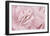 Begonia Flower-Cora Niele-Framed Photographic Print