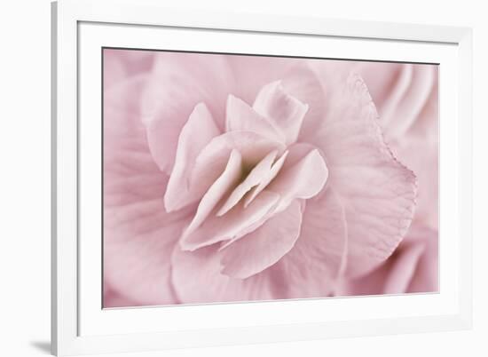 Begonia Flower-Cora Niele-Framed Photographic Print