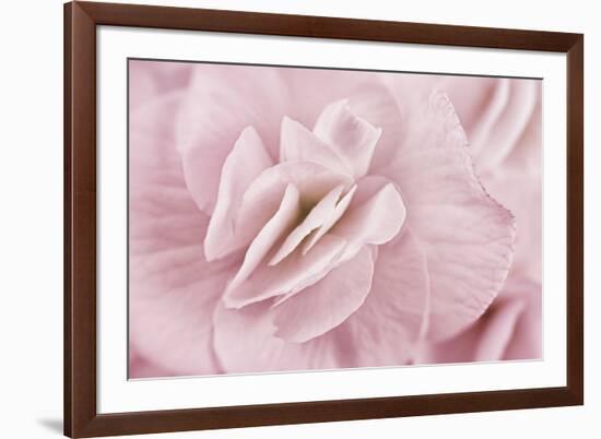 Begonia Flower-Cora Niele-Framed Photographic Print