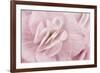 Begonia Flower-Cora Niele-Framed Photographic Print