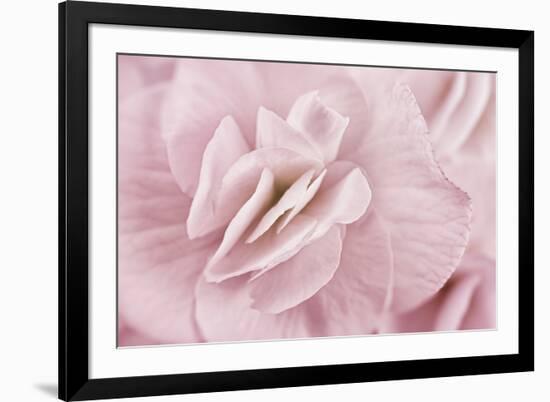 Begonia Flower-Cora Niele-Framed Photographic Print
