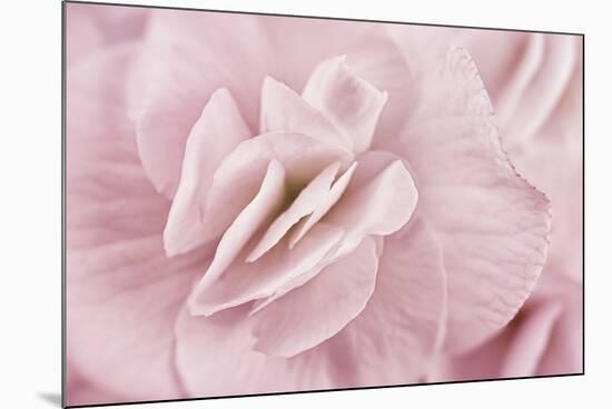 Begonia Flower-Cora Niele-Mounted Photographic Print