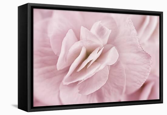 Begonia Flower-Cora Niele-Framed Stretched Canvas