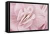 Begonia Flower-Cora Niele-Framed Stretched Canvas