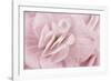 Begonia Flower-Cora Niele-Framed Photographic Print