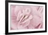 Begonia Flower-Cora Niele-Framed Photographic Print