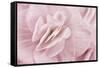 Begonia Flower-Cora Niele-Framed Stretched Canvas