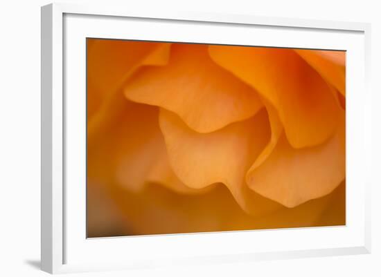 Begonia Glow II-Rita Crane-Framed Photographic Print