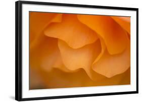 Begonia Glow II-Rita Crane-Framed Photographic Print