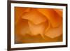 Begonia Glow II-Rita Crane-Framed Photographic Print